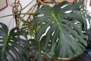 Leaves of Monstera deliciosia