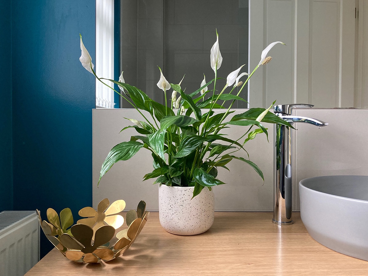 Peace lily in bathroom