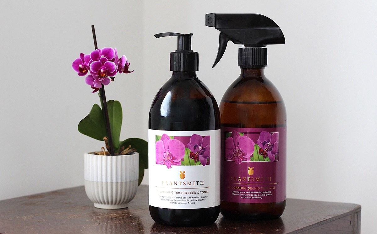 Moth Orchid with Planstmith Orchid Feed & Invigorating Spray
