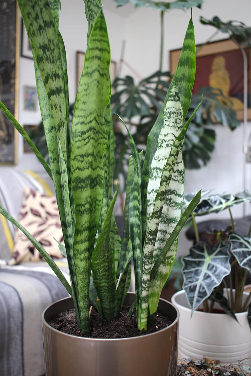Sansevieria (Snake Plant)