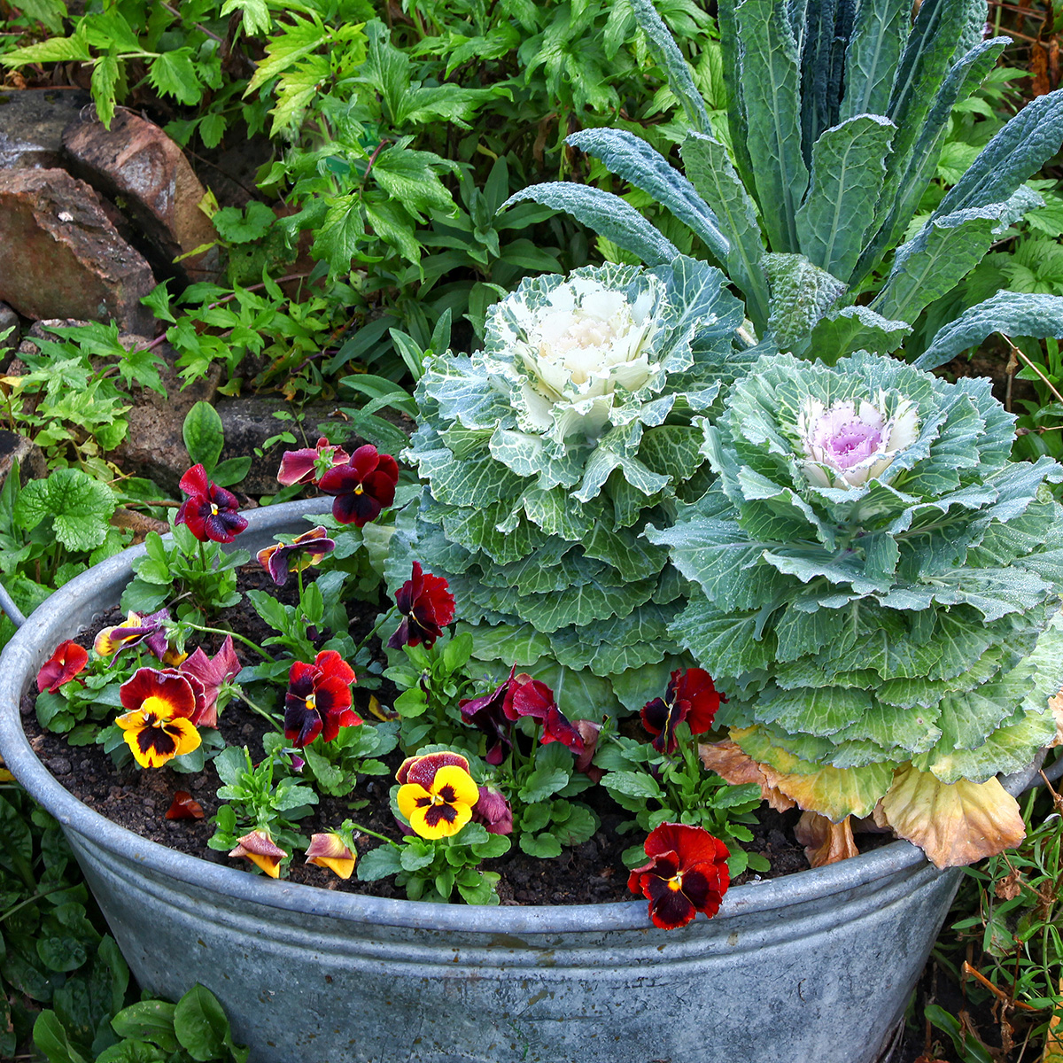 Pansies and ornamental cabbage in container