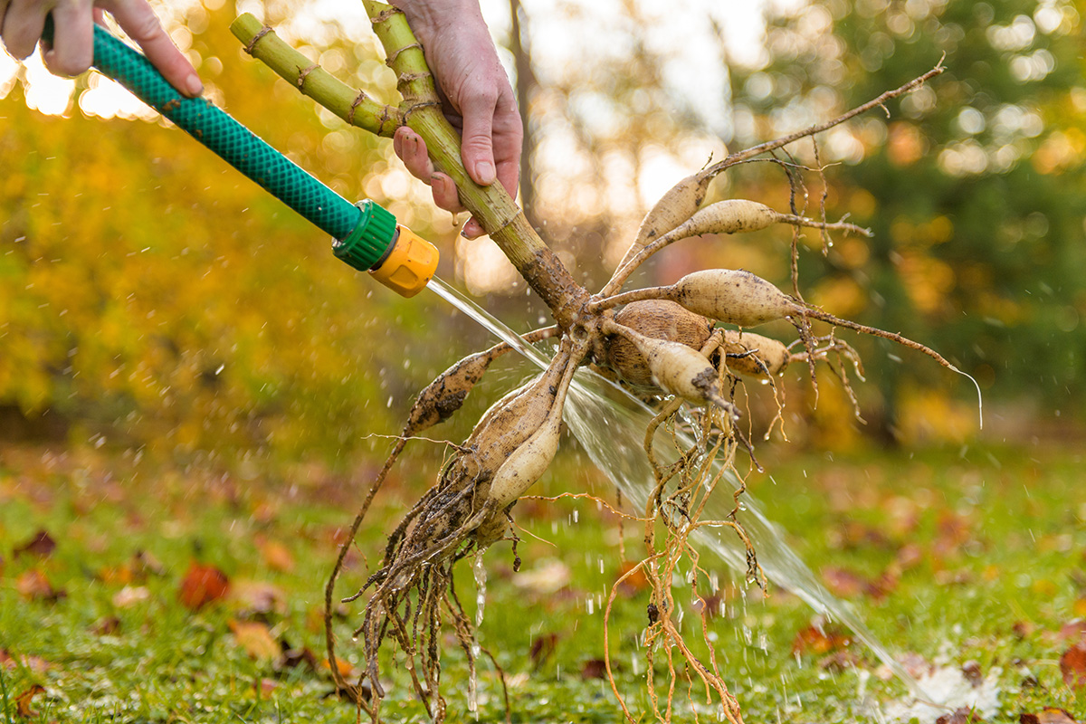 Woman washing dahlia tubers before overwintering