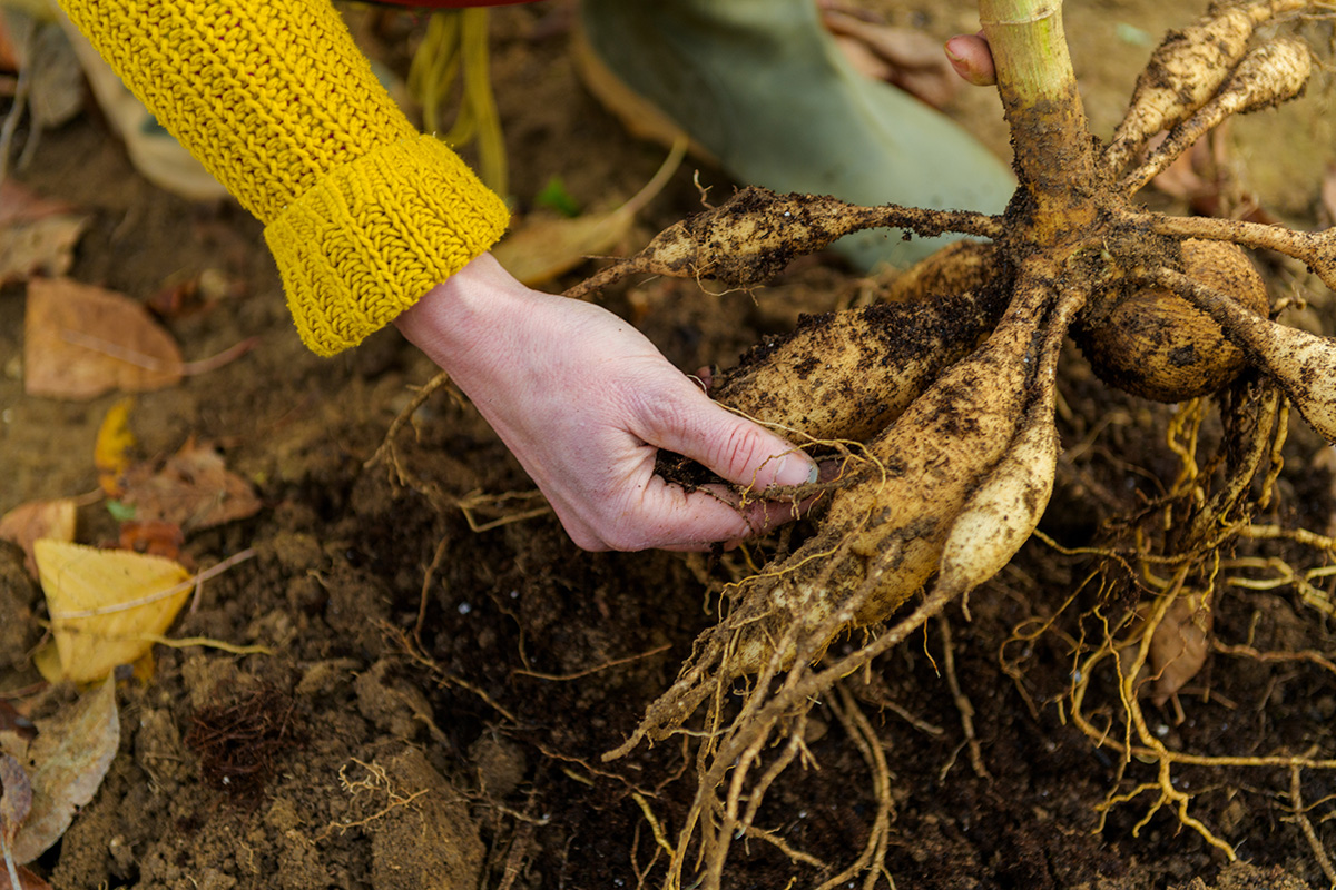 Woman cleaning soil from dahlia tubers