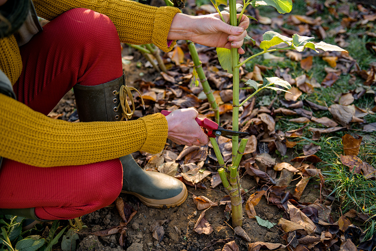 Woman pruning dahlia stems to prepare for lifting and overwintering