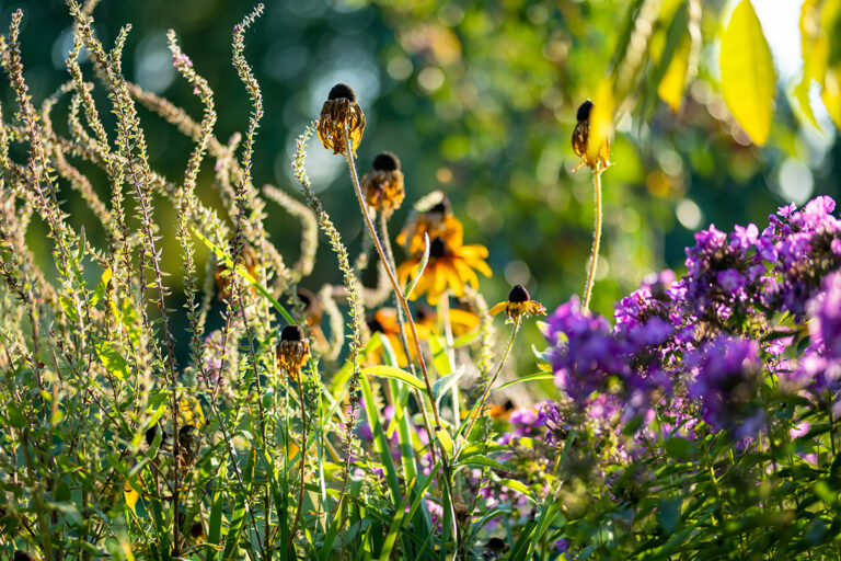 garden in autumn