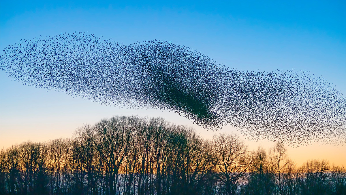 Starling murmuration