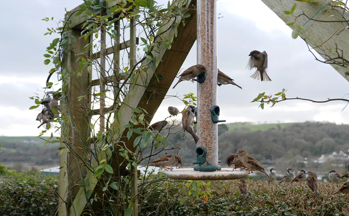 Richard's bird food taste test