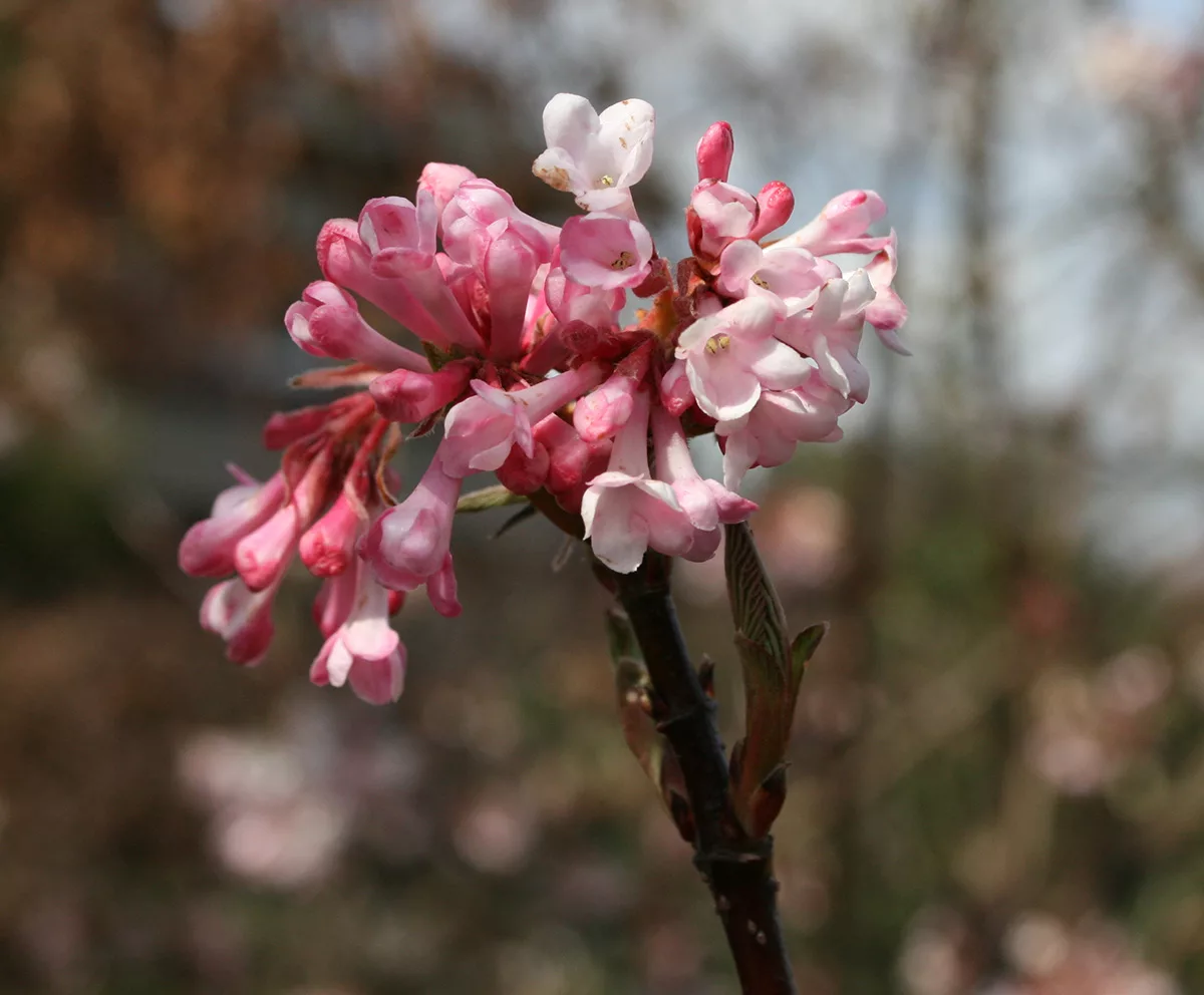 Viburnum bodnatense 'Dawn'