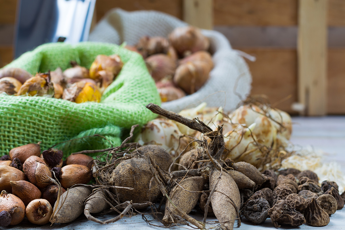 Summer bulbs for planting in spring