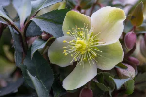 Helleborus niger