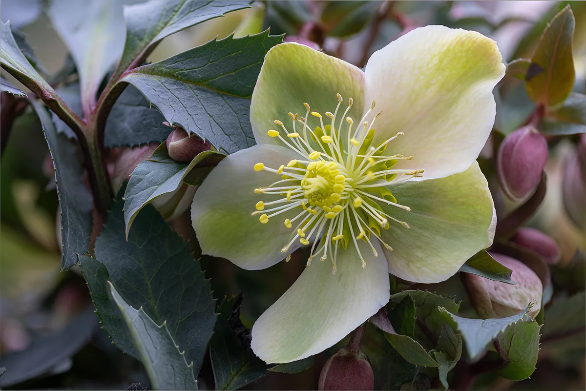 Helleborus niger