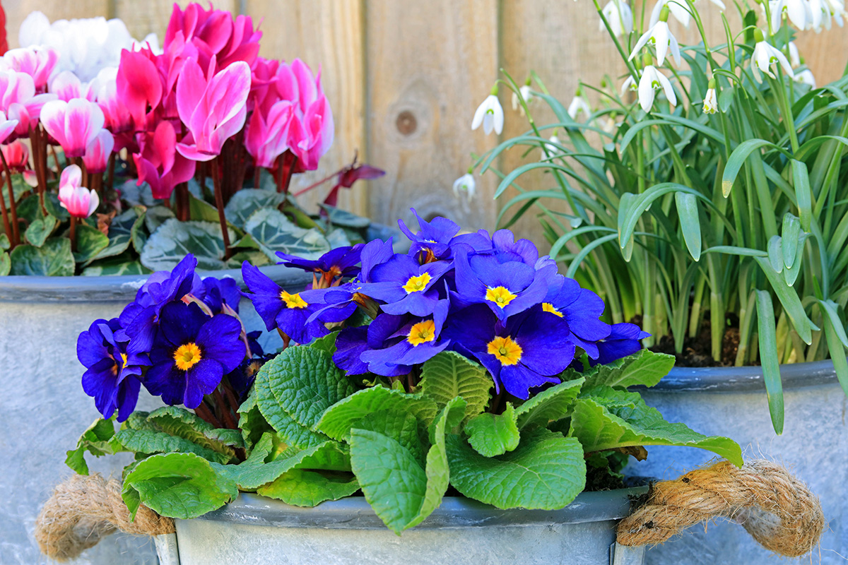 winter pots of polyanthus, cyclamen and snowdrops