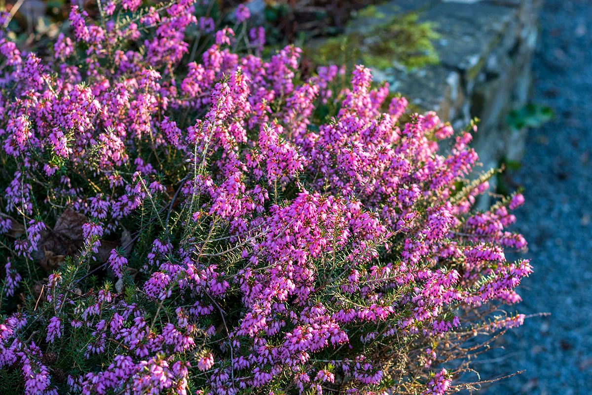 Erica carnea (Winter flowering heather)