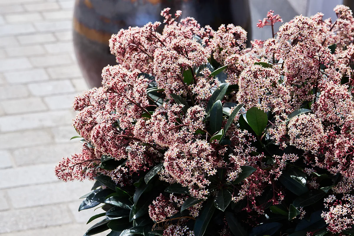 Skimmia japonica 'rubella'