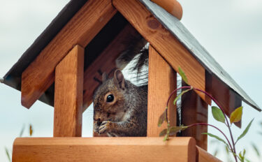 Grey squirrel on bird table eating bird food