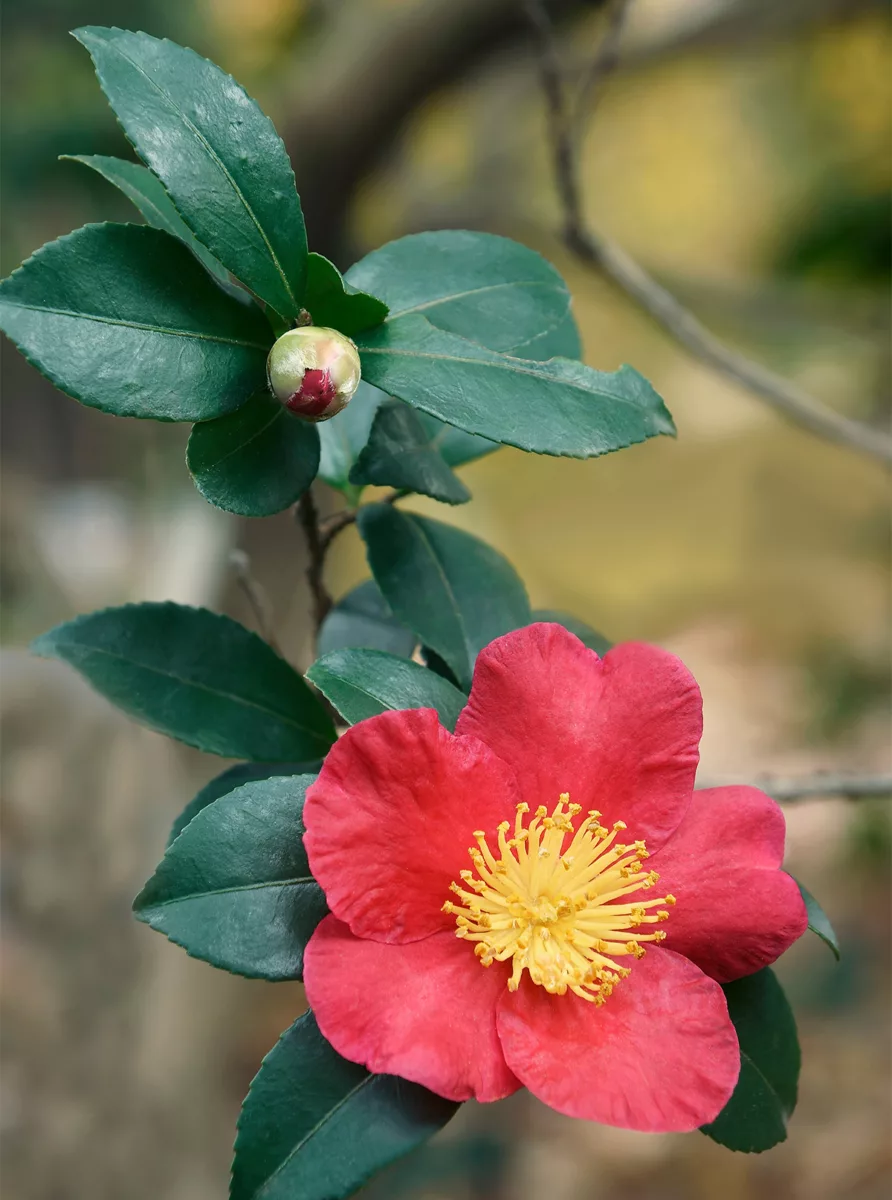 Camellia vernalis 'Yuletide'