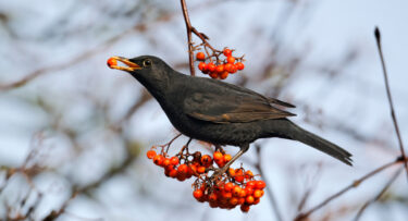 Blackbird eating berries in winter