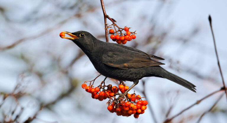 Blackbird eating berries in winter