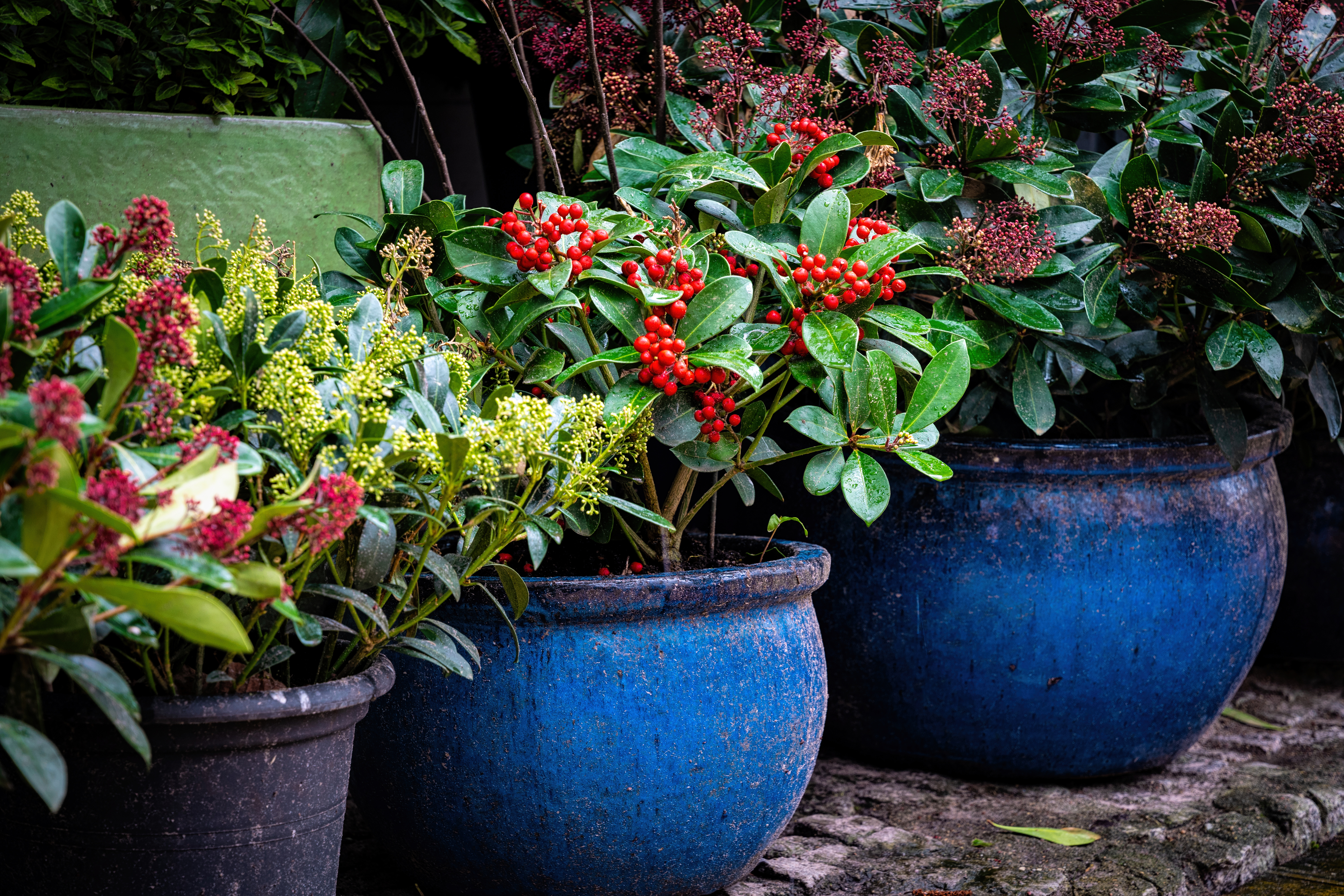 Pots planted with skimmer