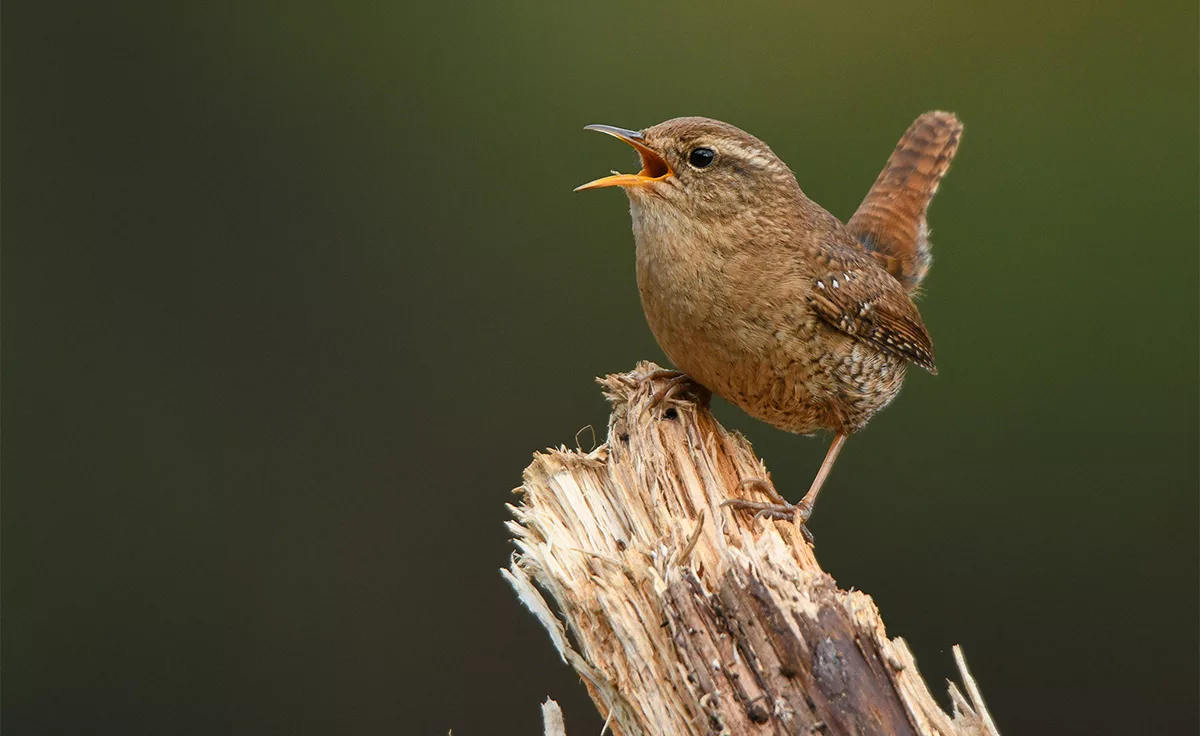 Wren perched on a tree and singing