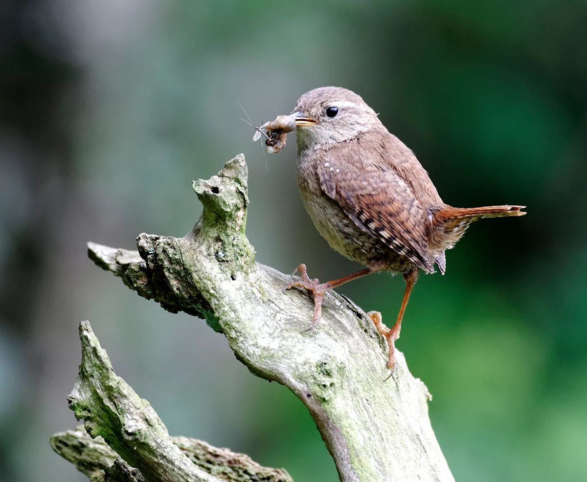 Wren with insects in it's beak