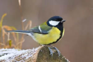 Great tit sitting on a snow covered log