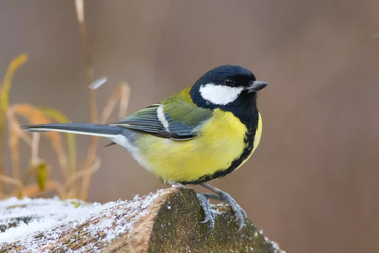 Great tit sitting on a snow covered log