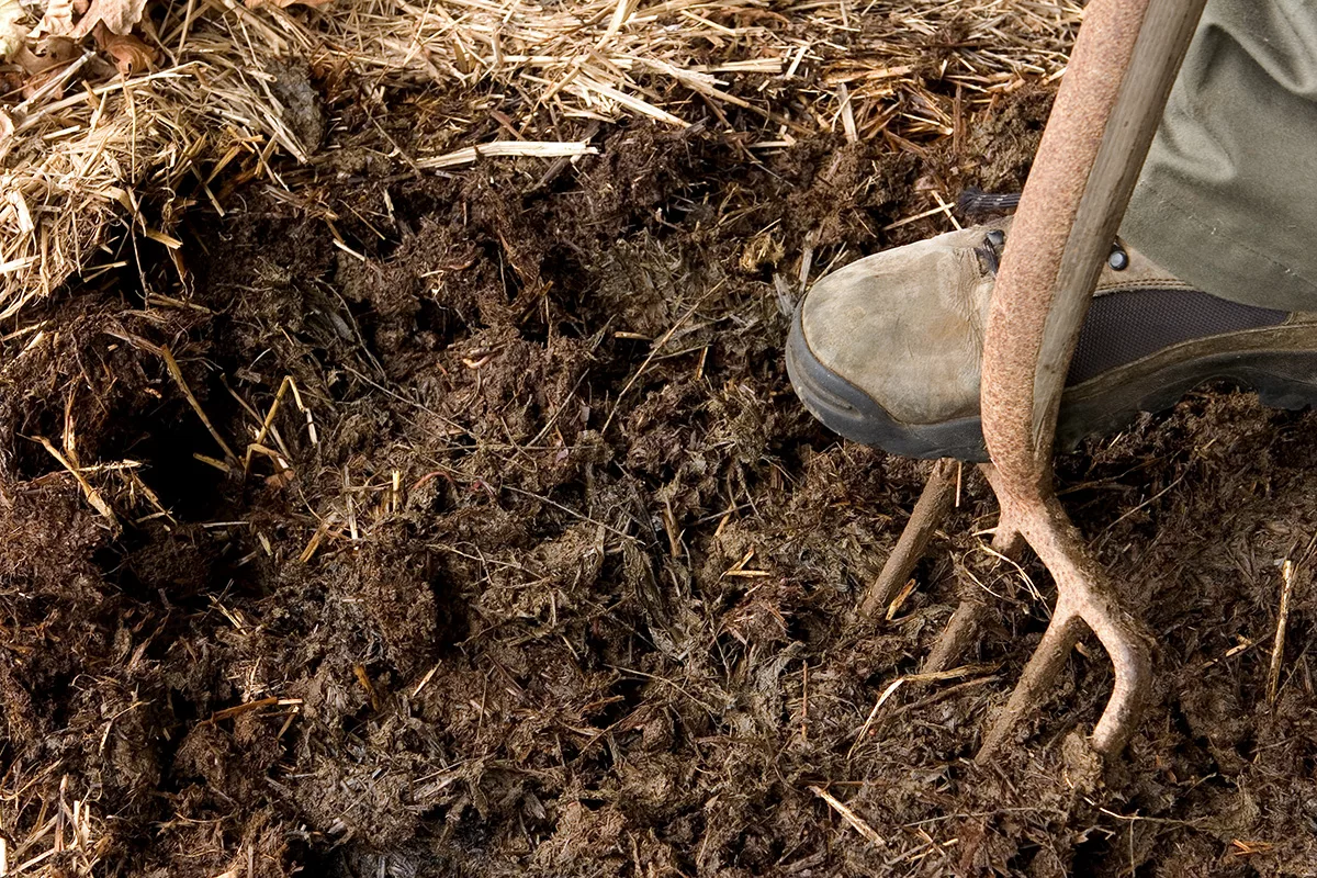 Man forking organic mulch