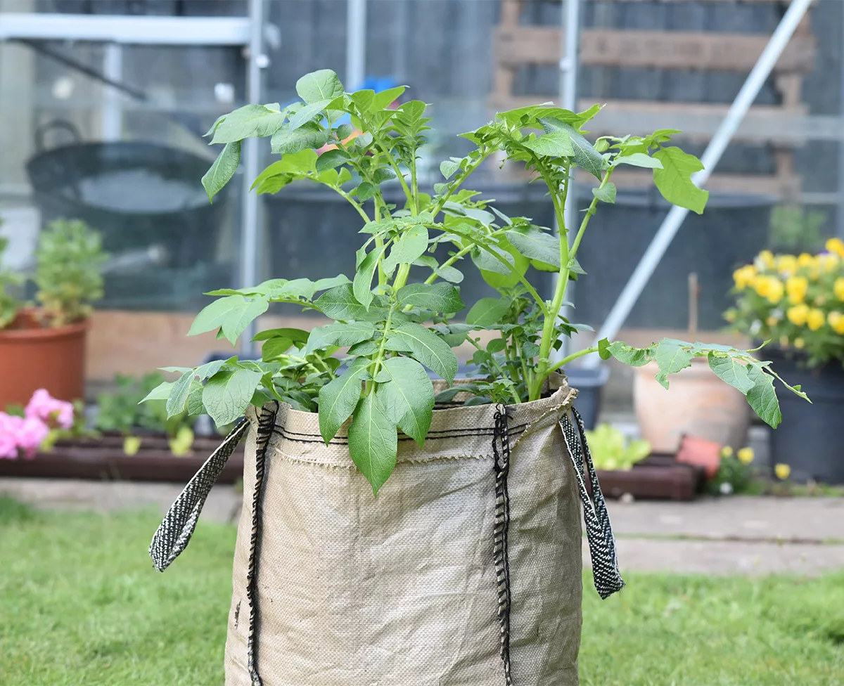 potatoes growing in a sack