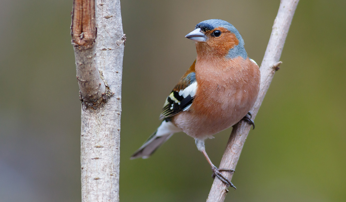 Five common garden birds
