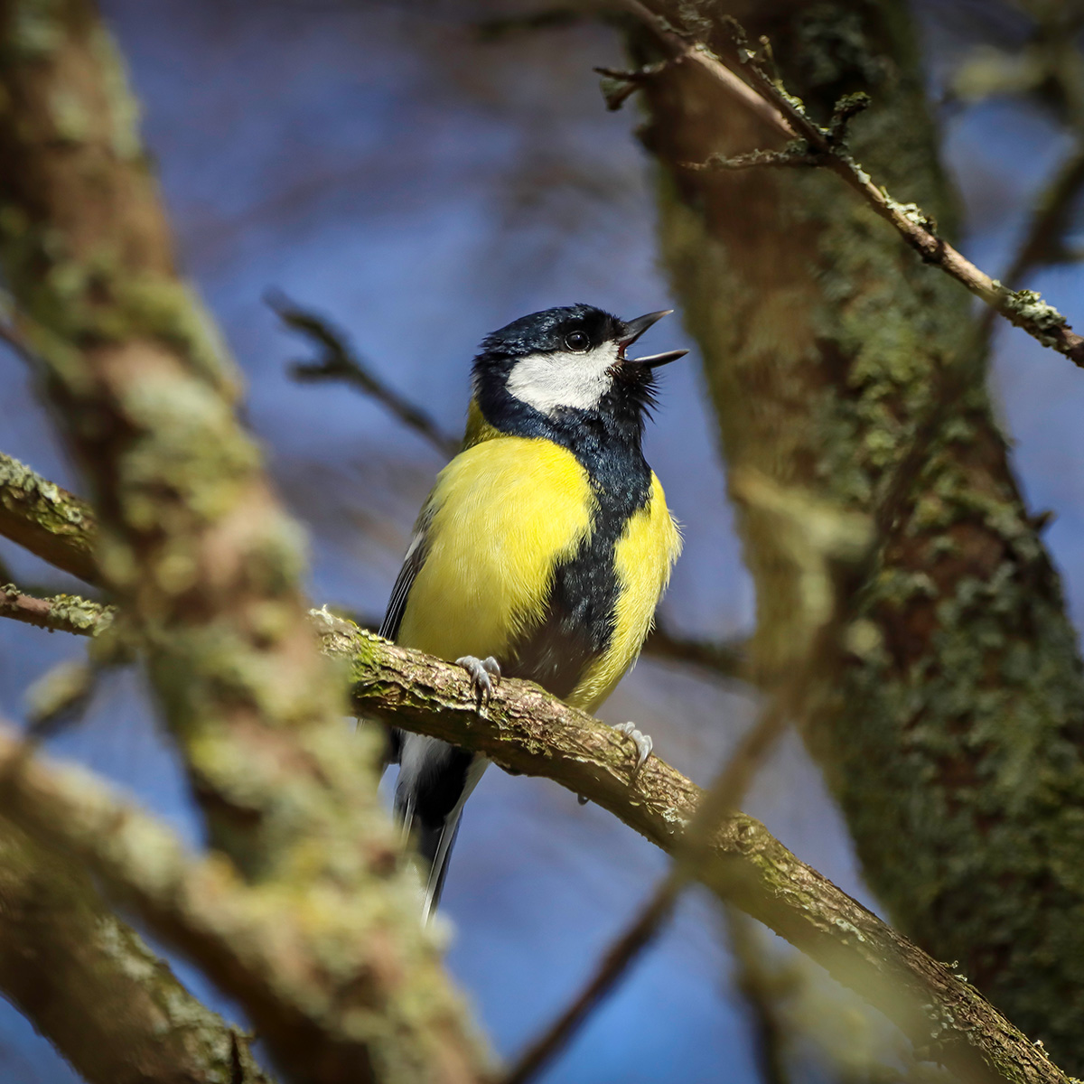 Great Tit singing