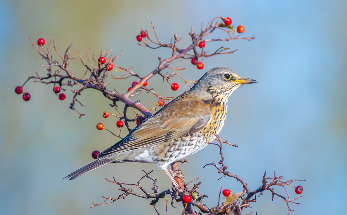 Fieldfare resting on berry covered branch