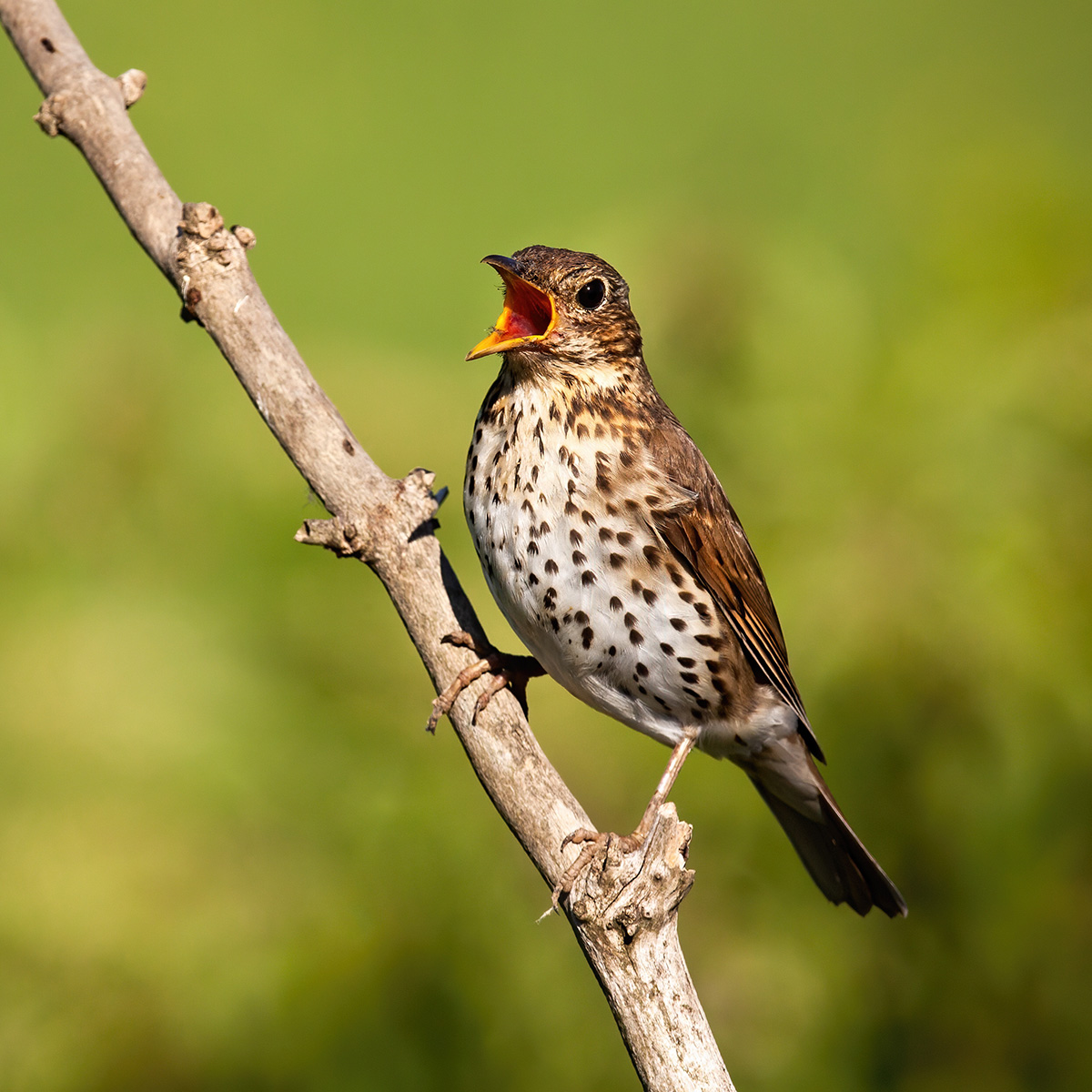 Song thrush singing