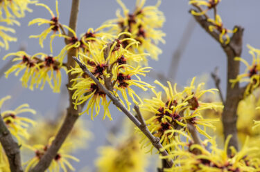 Hamamelis intermedia 'Arnold Promise'
