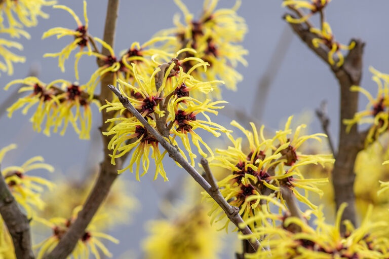 Hamamelis intermedia 'Arnold Promise'