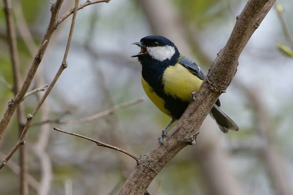 Great Tit singing on a branch