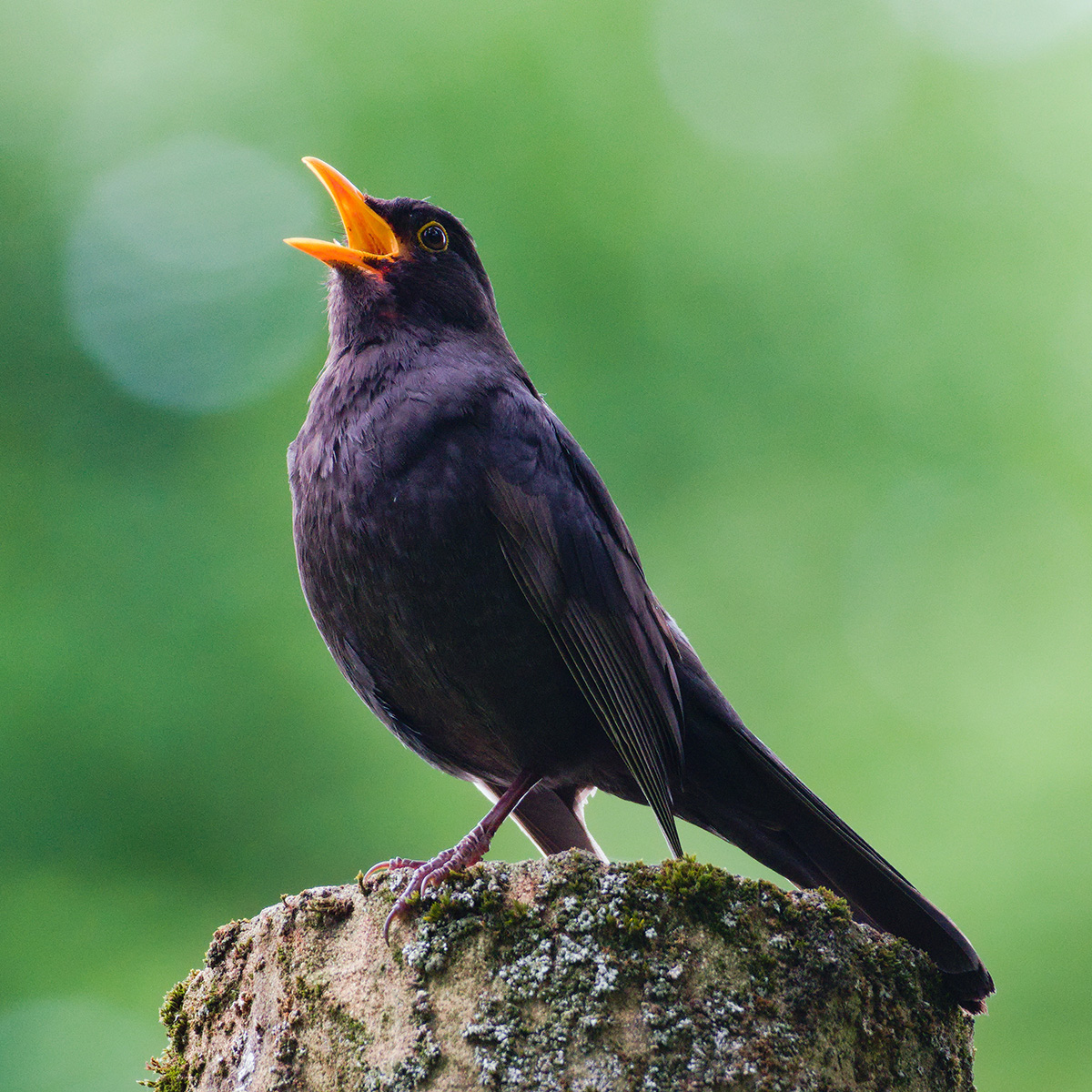 Blackbird singing