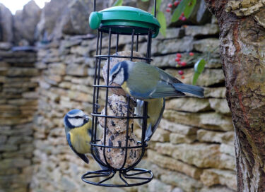 Blue Tits feeding on suet balls from hanging feeder