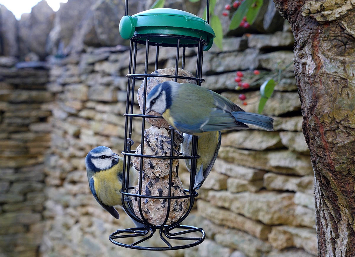 Blue Tits feeding on suet balls from hanging feeder