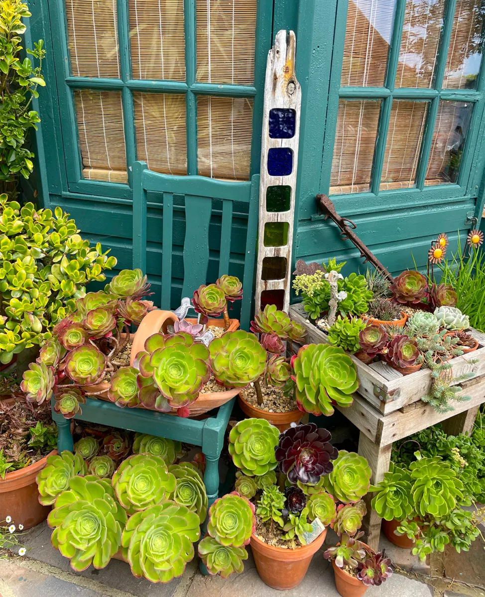Dining chair and succulents at Driftwood