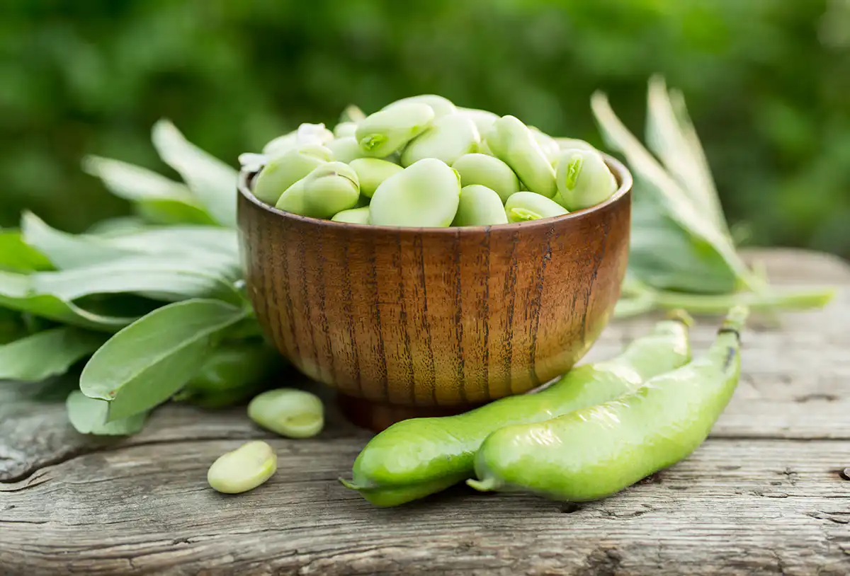 freshly picked broad beans in a brown bowl on outdoor wooden table