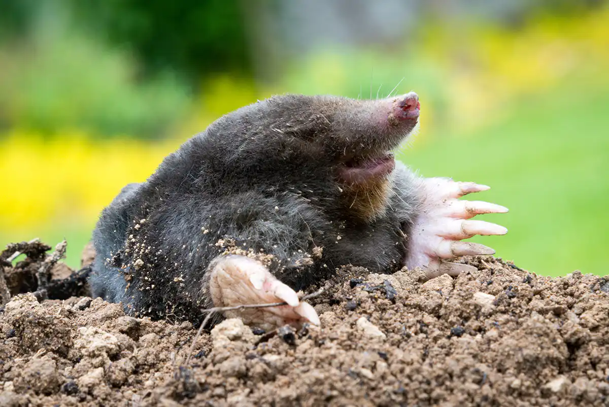 Mole emerging from mole hill in garden