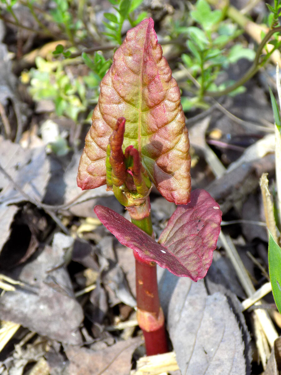 Emerging shoots of Japanese Knotweed. 