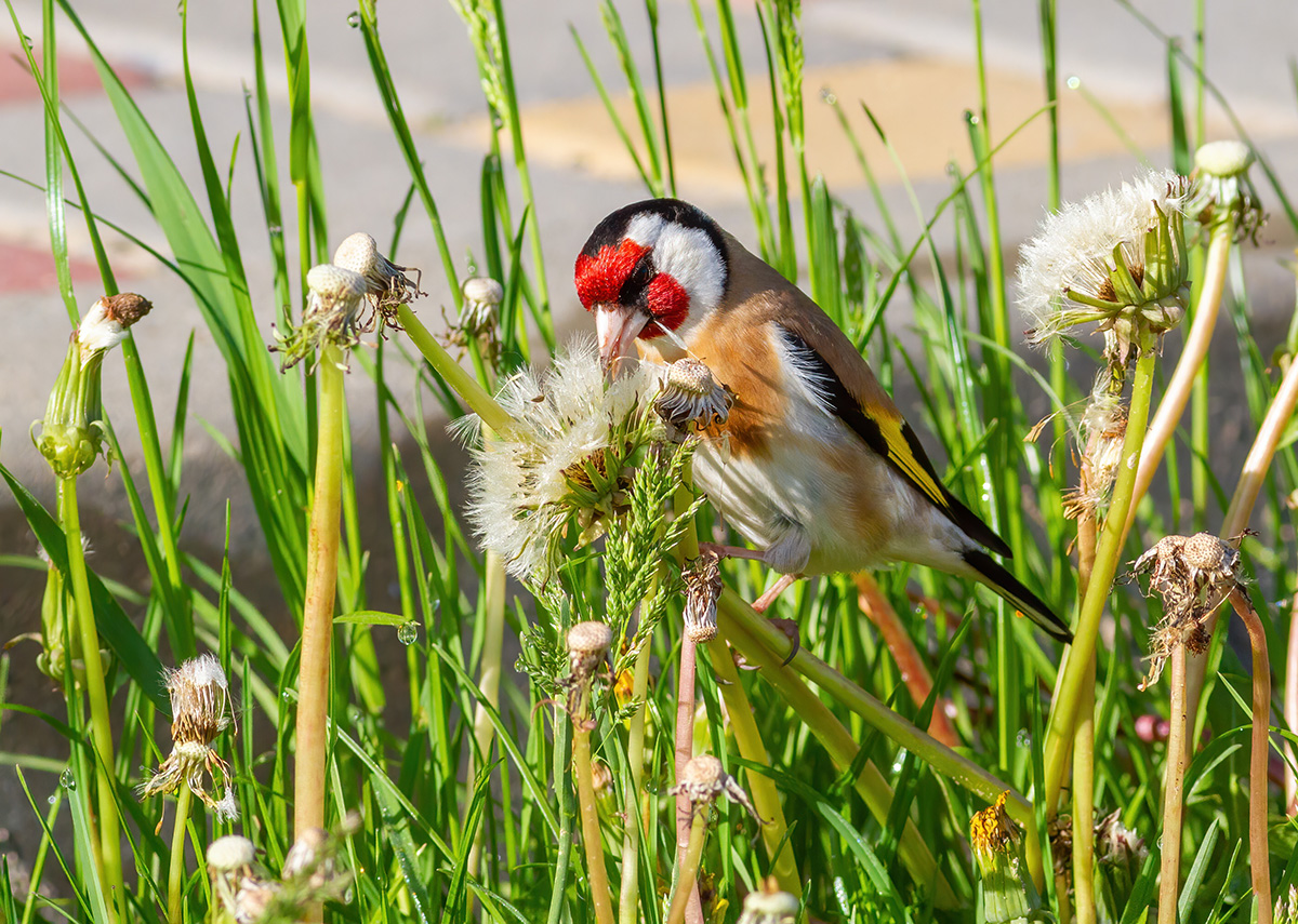 European Goldfinch eating dandelion seeds