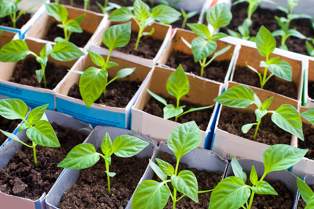 Bell pepper seedlings