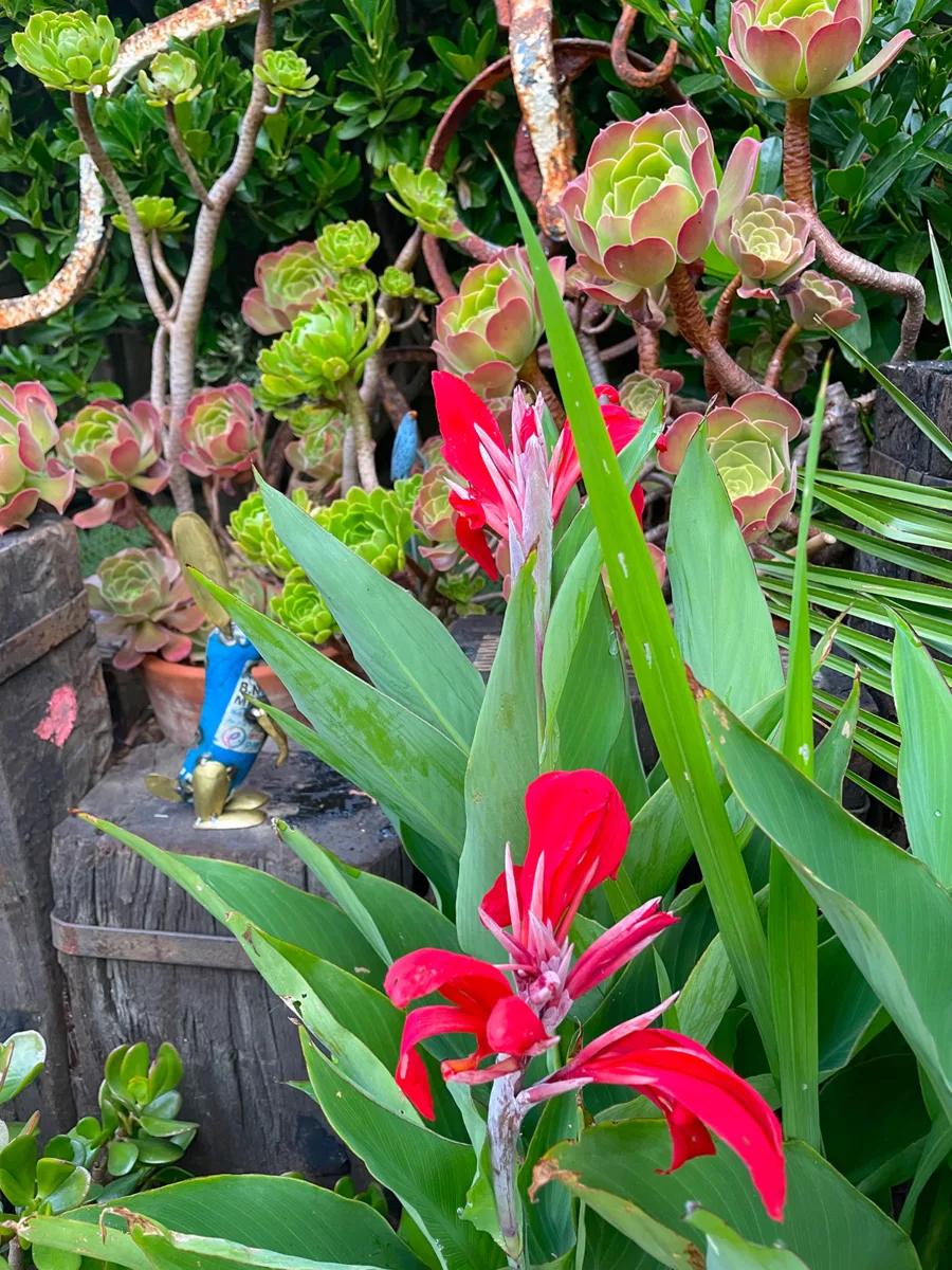 Cannas at Driftwood Garden