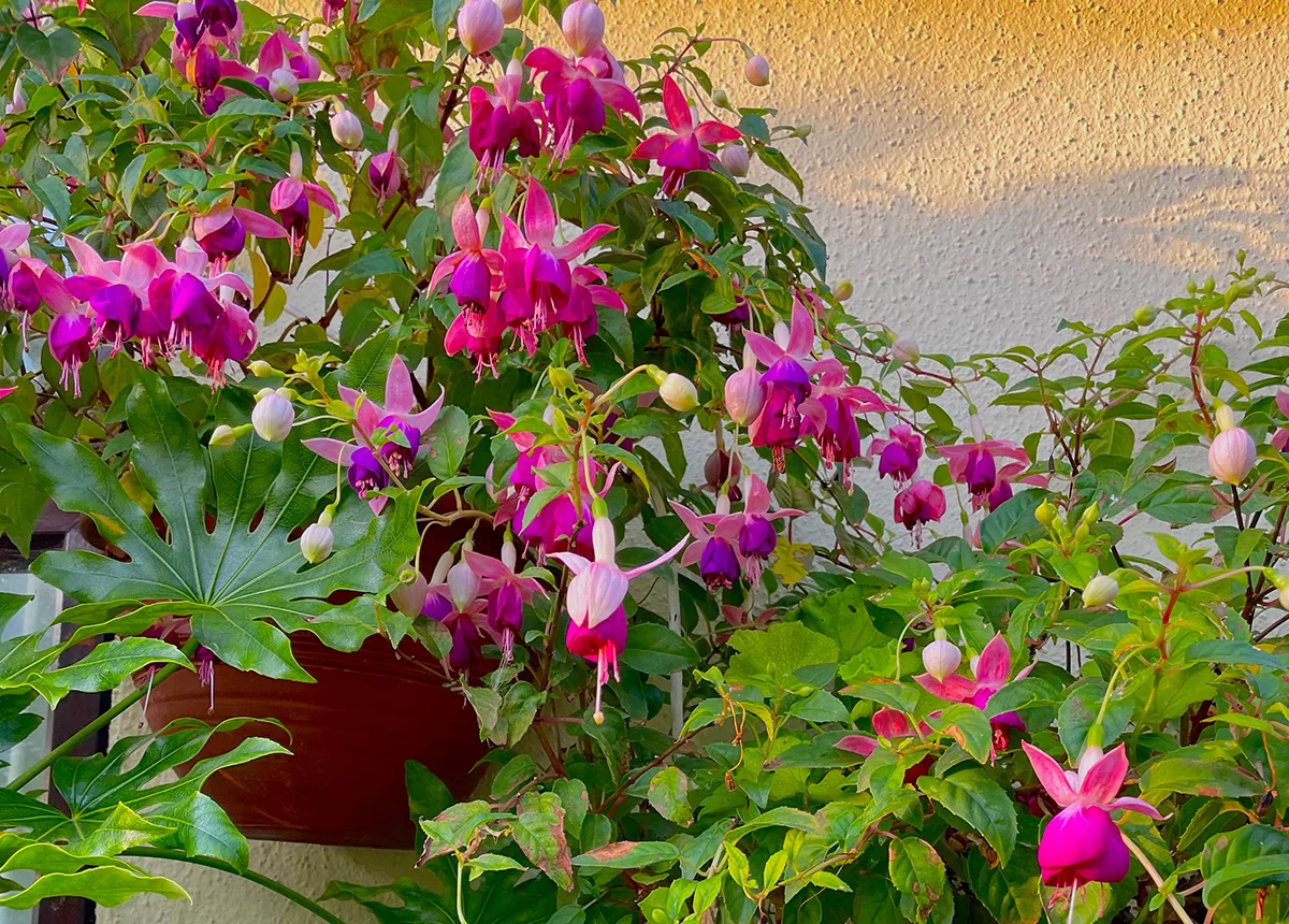 Fuchsia 'Lena' at Driftwood Garden