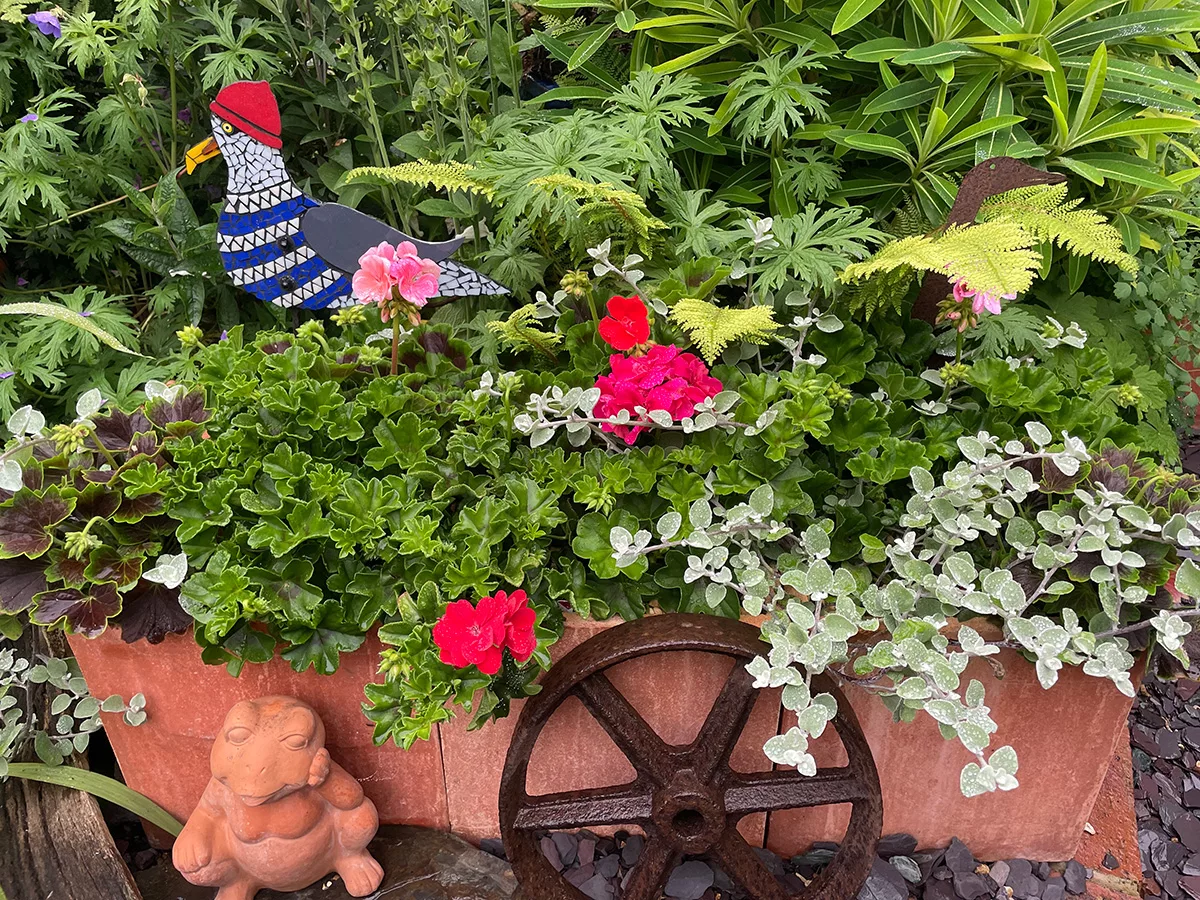 Geraniums planted up with helychrisums at Driftwood Garden