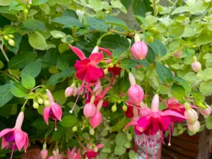 Fuchsia Pink Temptation at Driftwood
