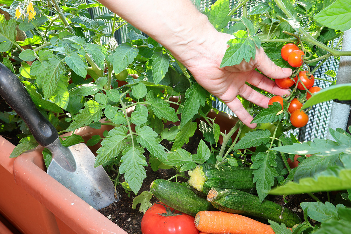 home grown toms and courgettes
